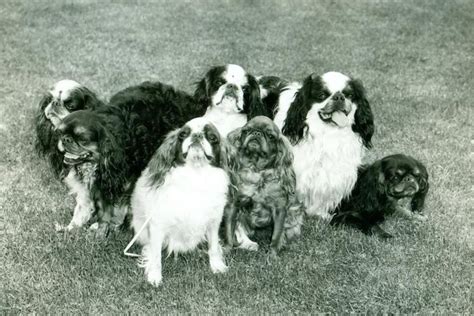 English Toy Spaniel Characteristics