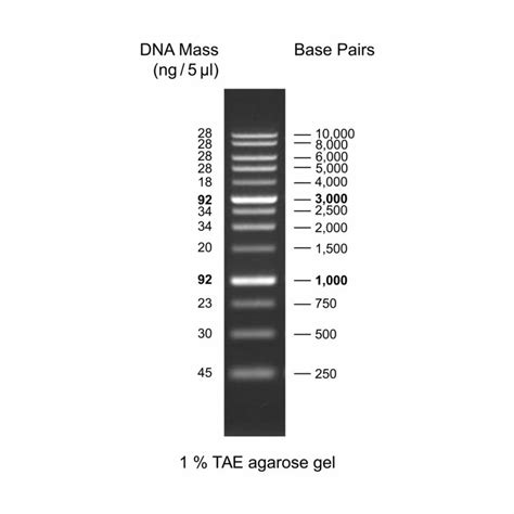 Kb Dna Ladder Rtu Ready To Use Genedirex Inc