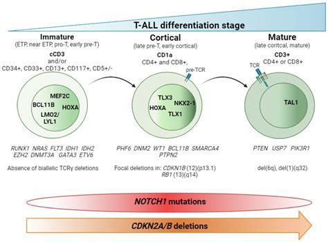 T Cell Acute Lymphoblastic Leukemia Encyclopedia Mdpi