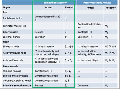 Pharmacology Of Adrenergic Agents I Flashcards Quizlet