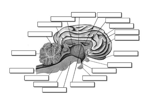 Sheep Labeling Diagram Quizlet