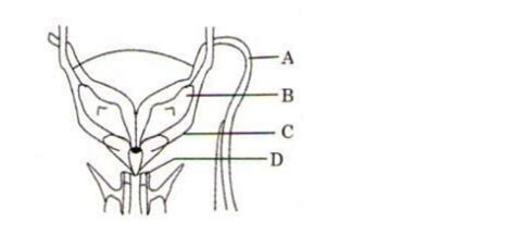 Given Below Is A Diagrammatic Sketch Of A Portion Of Human Male Reproduct