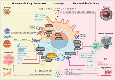 Frontiers The Contradictory Roles Of Macrophages In Non Alcoholic