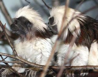 Endangered Primate Species: Cotton Top Tamarin