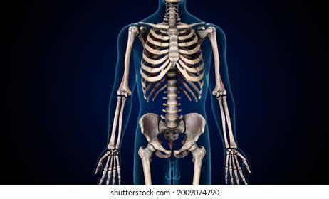 3d Illustration Human Skeleton Anatomy Stock Illustration 2009074796 ...