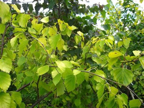 Берёза - betula: описание, условия выращивания и уход - Сибирский Оазис