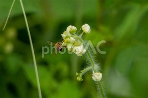 花の蜜や花粉を集める みつばち No 22544462｜写真素材なら「写真ac」無料（フリー）ダウンロードok