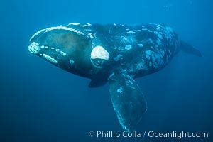 Underwater photos of southern right whales, Eubalaena australis