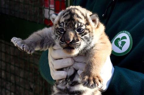 Nace En Roma Nuevo Ejemplar De Tigre De Sumatra Especie En Peligro De