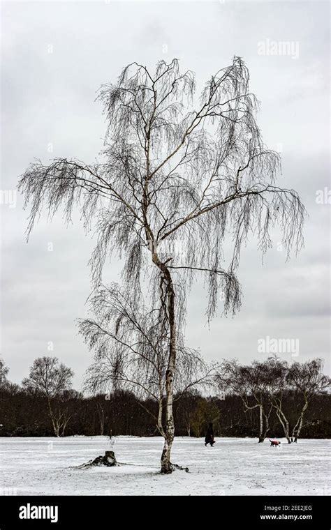 Birch tree in snow Stock Photo - Alamy