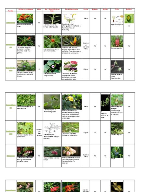 Cuadro Comparativo Especies Pdf Flores Reproducción De Plantas