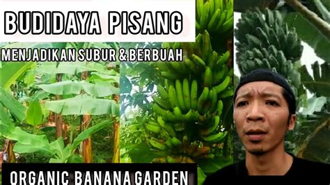 Cara Merawat Pisang Raja Budidaya Pisang Berbuah Besar Youtube