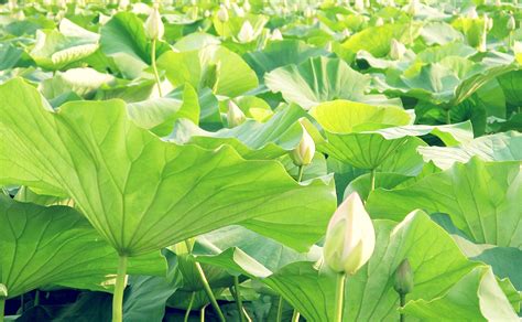 Wallpaper Leaves Green Lotus Leaf Flower Flora Many Buds