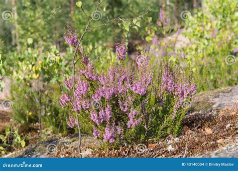 Heather Bush Stock Photo Image Of Small Forest Sunlight 43140004