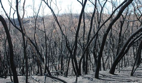 Animals in bushfires - Vet Practice Magazine