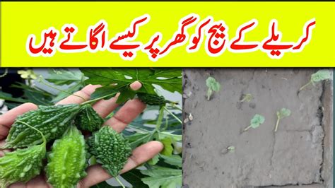 How To Grow Bitter Gourd From Seeds At Home How Make Seedling Of