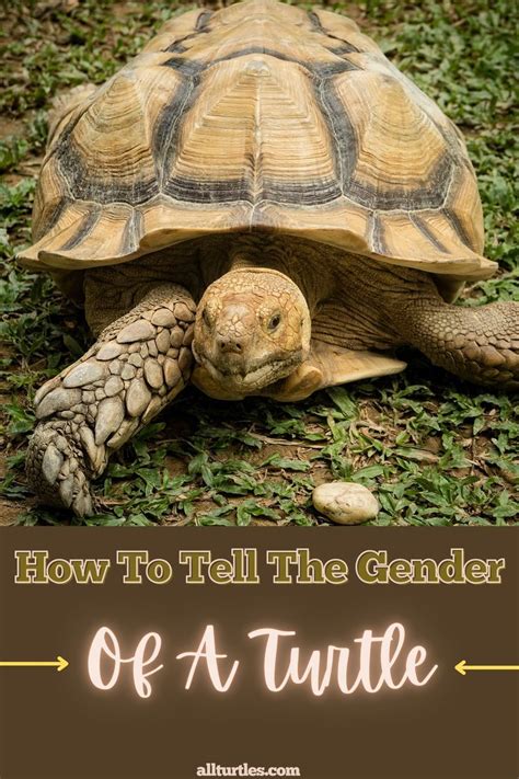 Guide On How To Tell The Gender Of A Turtle Artofit