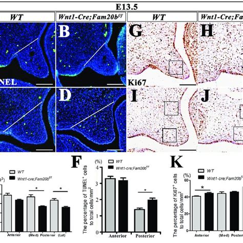 Cell Density Apoptosis And Proliferation Assays In Wnt Cre Fam B