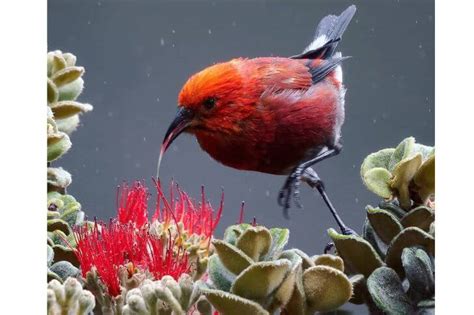 21 Birds Of Oahu Identification And Pictures