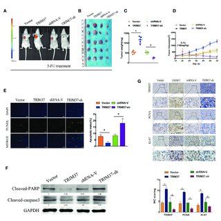 Trim Promotes Fu Resistance Of Pc Cells Through Pten Inhibition