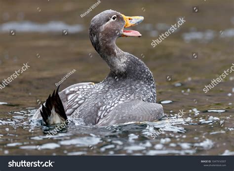 Flying Steamer Duck Tachyeres Patachonicus Captive Stock Photo 1047916507 | Shutterstock