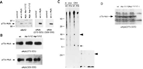 Expression Of Myb In Cos 7 Cells And Ckii Phosphorylation A Cos 7 Download Scientific