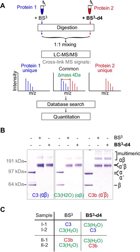 Figure 2 From Edinburgh Research Explorer Structure Of Complement C3