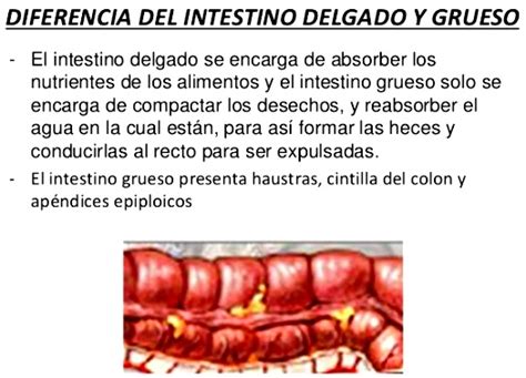 Diferencias Entre El Intestino Delgado Y El Intestino Grueso Sistema