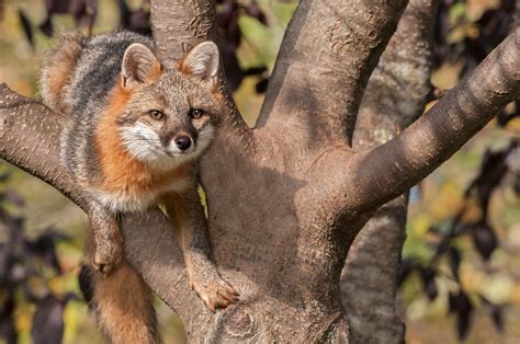 Living With Wildlife Nevada Wildlife