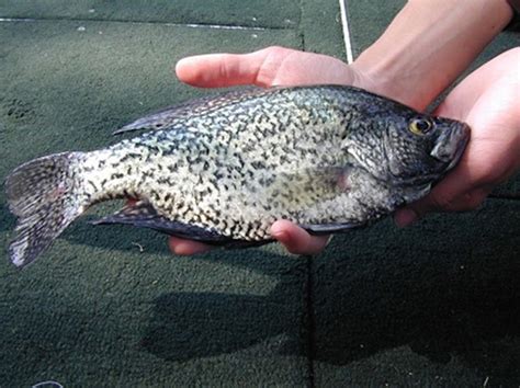 Art Lander S Outdoors The Underappreciated Black Crappie Is Often