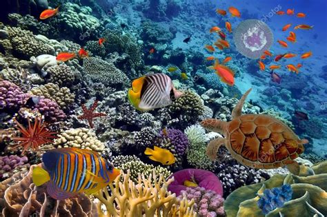 Colorful Coral Reef With Many Fishes And Sea Turtle — Stock Photo