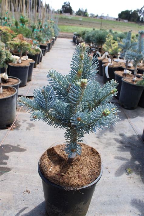 Abies Lasiocarpa Glauca Compacta Subalpine Fir Abies Rock Garden Conifers