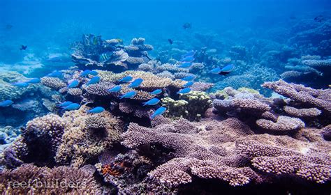 Breathtaking views of coral reefs at Kwajalein Atoll, Marshall Islands | Reef Builders | The ...