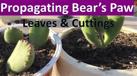 How To Propagate Bear S Paw Succulent From Cuttings Leaves