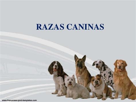 Razas Caninas 2