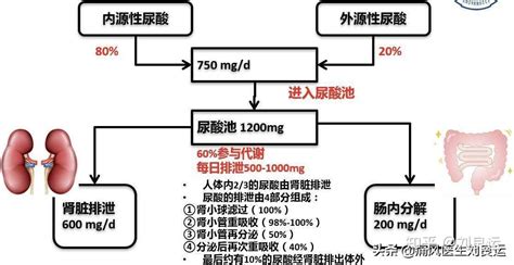 尿酸高不一定痛风发作，但你仍需了解血尿酸高的原因和危害 知乎