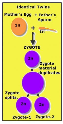 Formation Of Identical Twins Vancleaves Science Fun