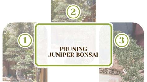 Pruning Juniper Bonsai: Best Ways To Shape Your Plants - Plant America