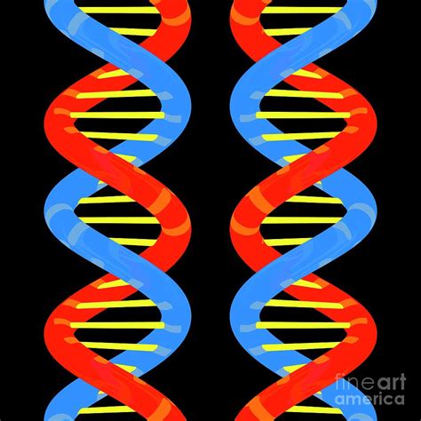 Dna Molecules Photograph by Russell Kightley/science Photo Library - Pixels