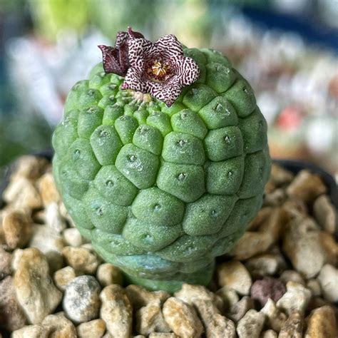 Trichocaulon Cactiforme Giromagi Cactus