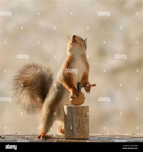 Red Squirrel Is Holding An Hammer With Walnut Looking Up Hi Res Stock