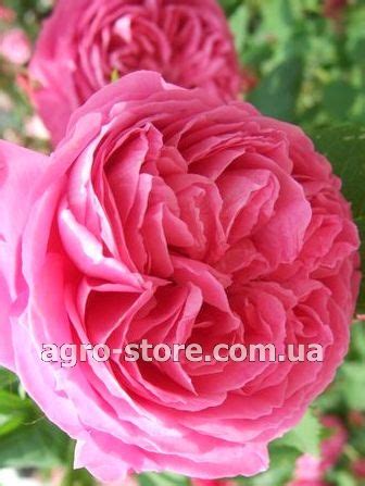 Украина - Роза плетистая Pink Mushimara (Пинк Мушимара) - Купить семена ...
