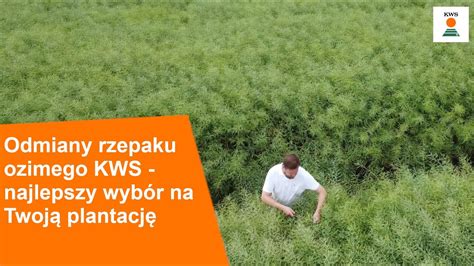 Odmiany Rzepaku Ozimego Kws Najlepszy Wyb R Na Twoja Plantacj Youtube