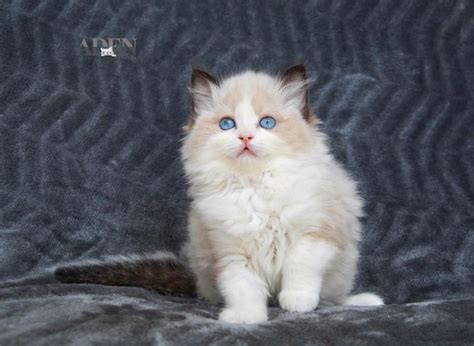 Ragdoll Cats for Sale – Ragdoll Breeder Ontario Canada – Gallery