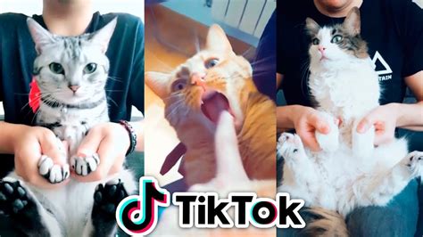 The Best 24 Fotos De Gatos Para Perfil De Tiktok Tomahawk Wallpaper