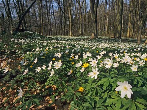 Wald im Blütentaumel - waldwissen.net