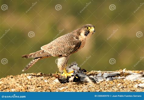 Female Peregrine Falcon With Her Prey In Her Hunting Territory Stock