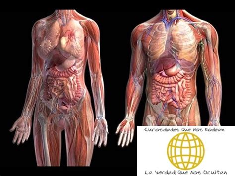 10 MISTERIOS DEL CUERPO HUMANO Curiosidades Que Nos Rodean