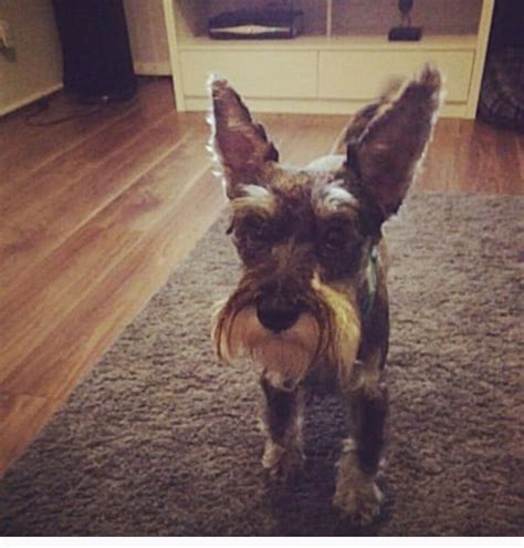 1 Year Old Miniature Schnauzer For Sale In Washington Tyne And Wear