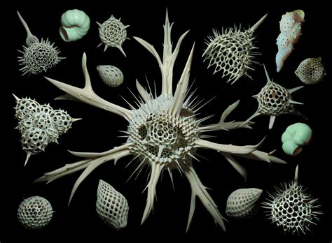 Radiolaria And Foraminifera On Behance